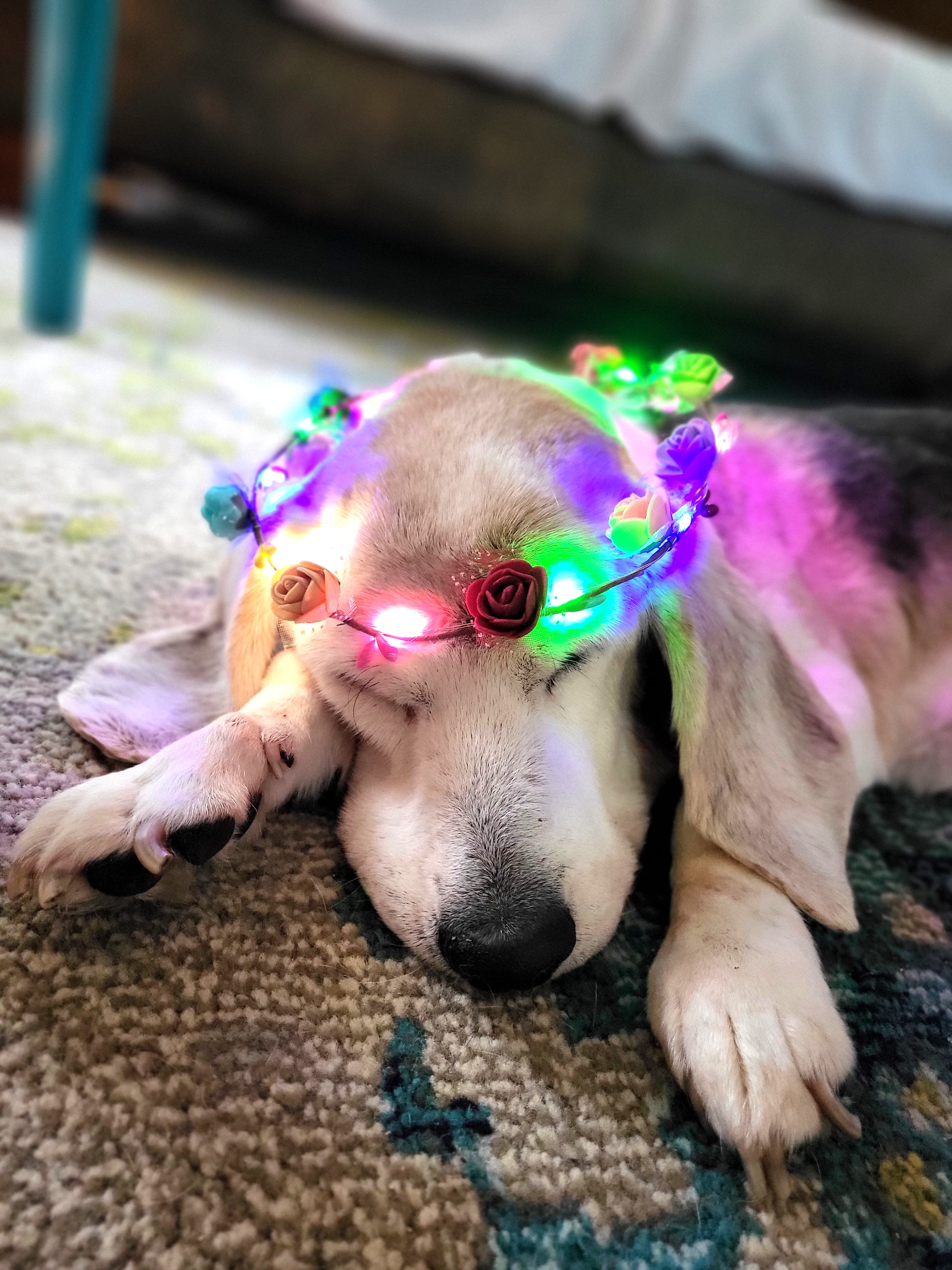 Missing Magpie  (Warning: Emotions)